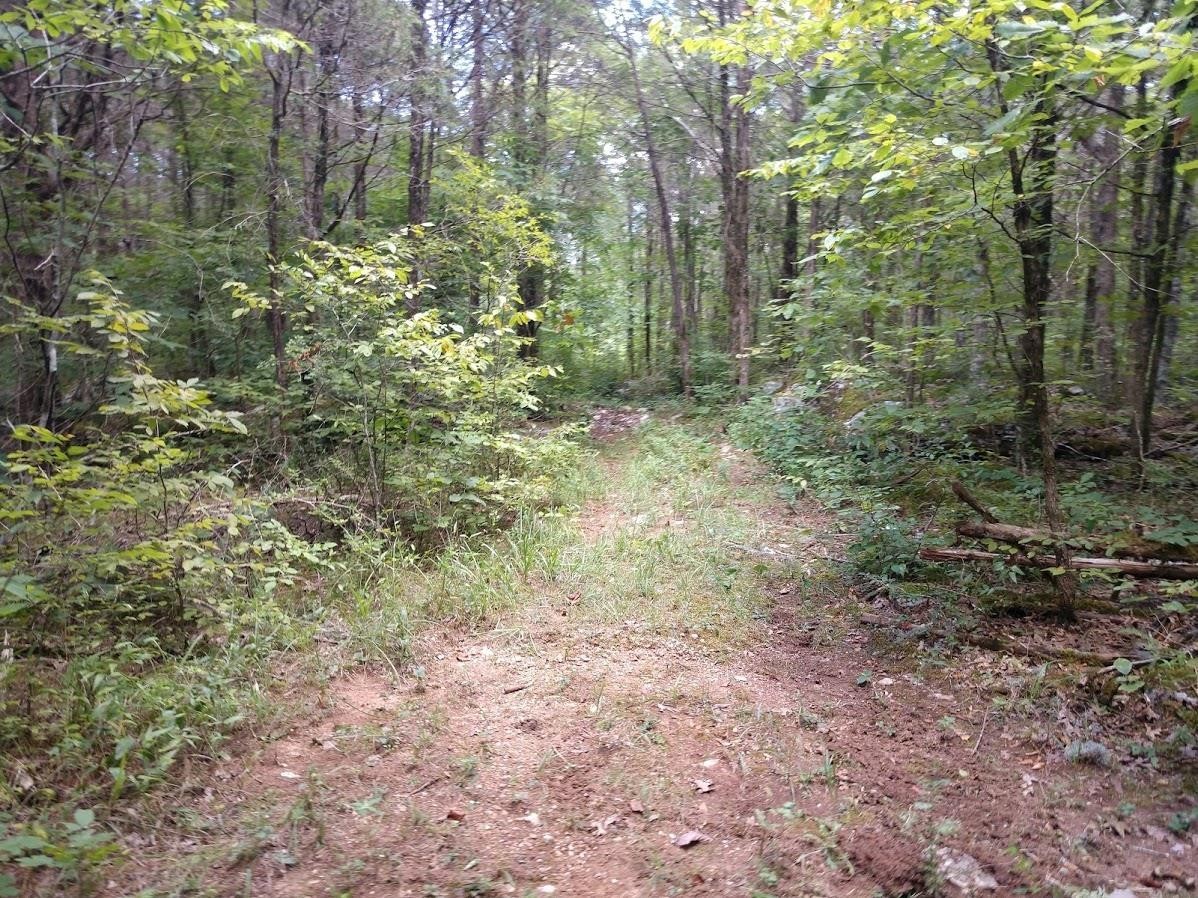 2366 Tracy Road Watertown, TN 37184 - Photo 11 of 25 a view of a forest with trees in the background
