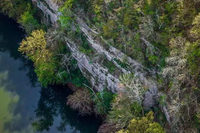 a view of a forest filled with trees