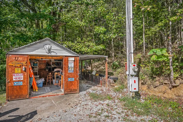 a view of a lush green forest