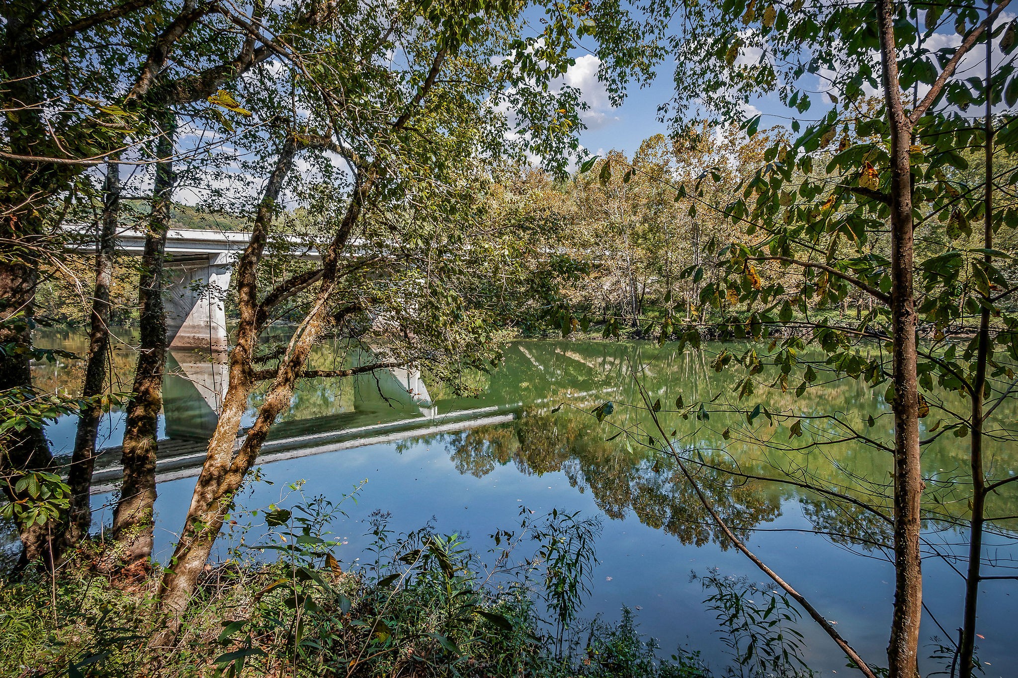 43 Moss Bend Road Lancaster, TN 38569 - Photo 50 of 75 a view of a yard with plants and large trees