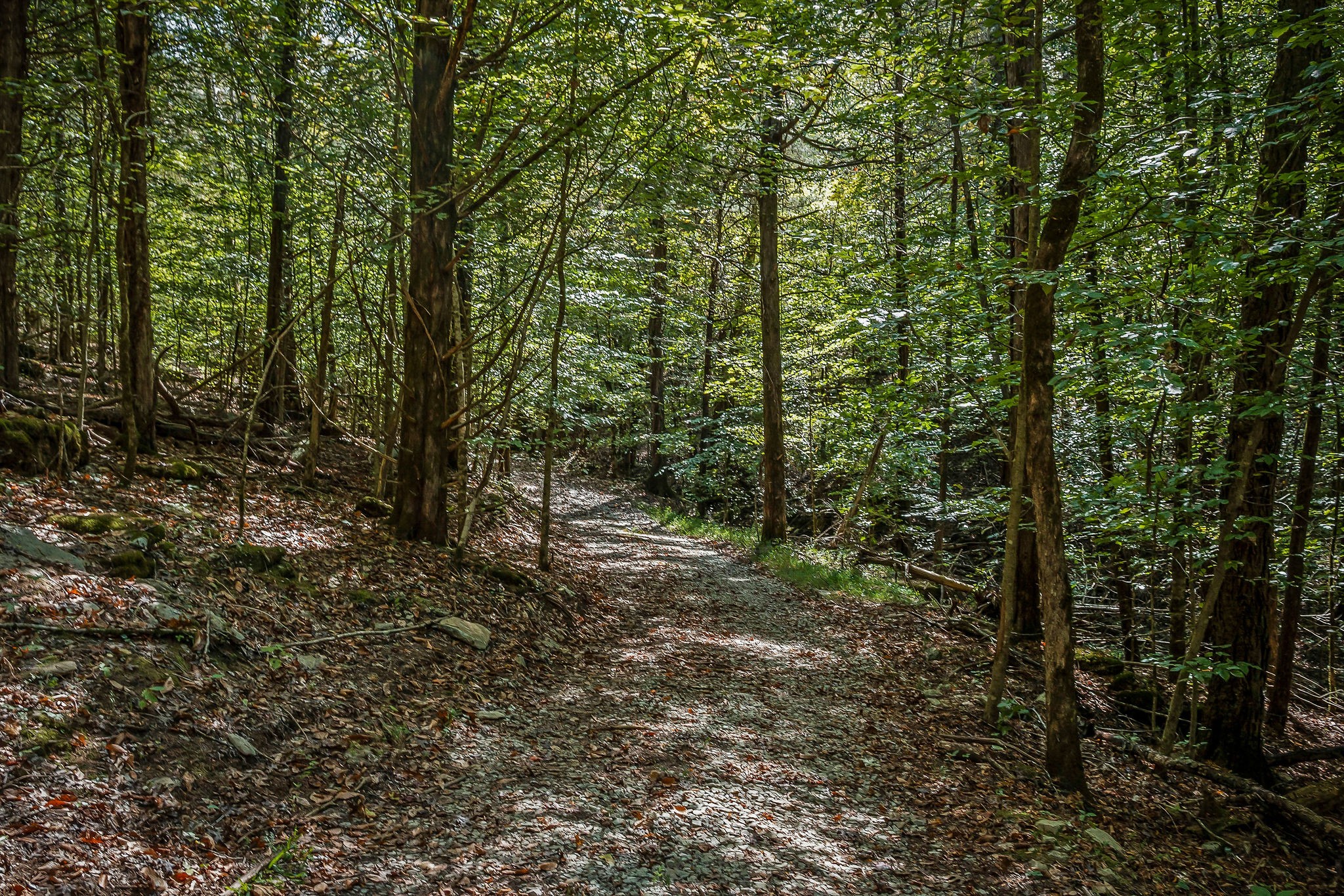 43 Moss Bend Road Lancaster, TN 38569 - Photo 59 of 75 a view of a forest with trees