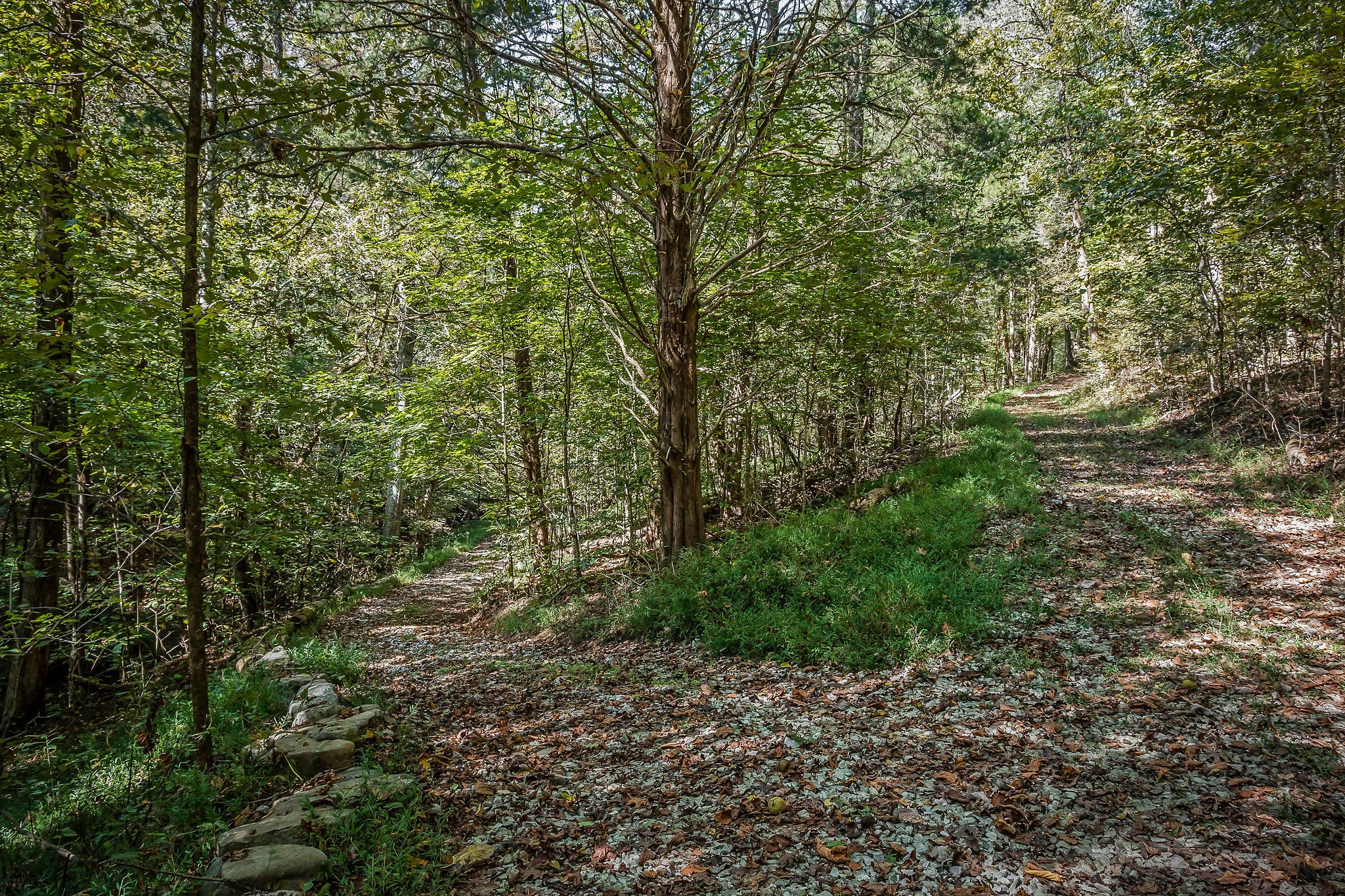 43 Moss Bend Road Lancaster, TN 38569 - Photo 61 of 75 a view of a garden with plants and large trees