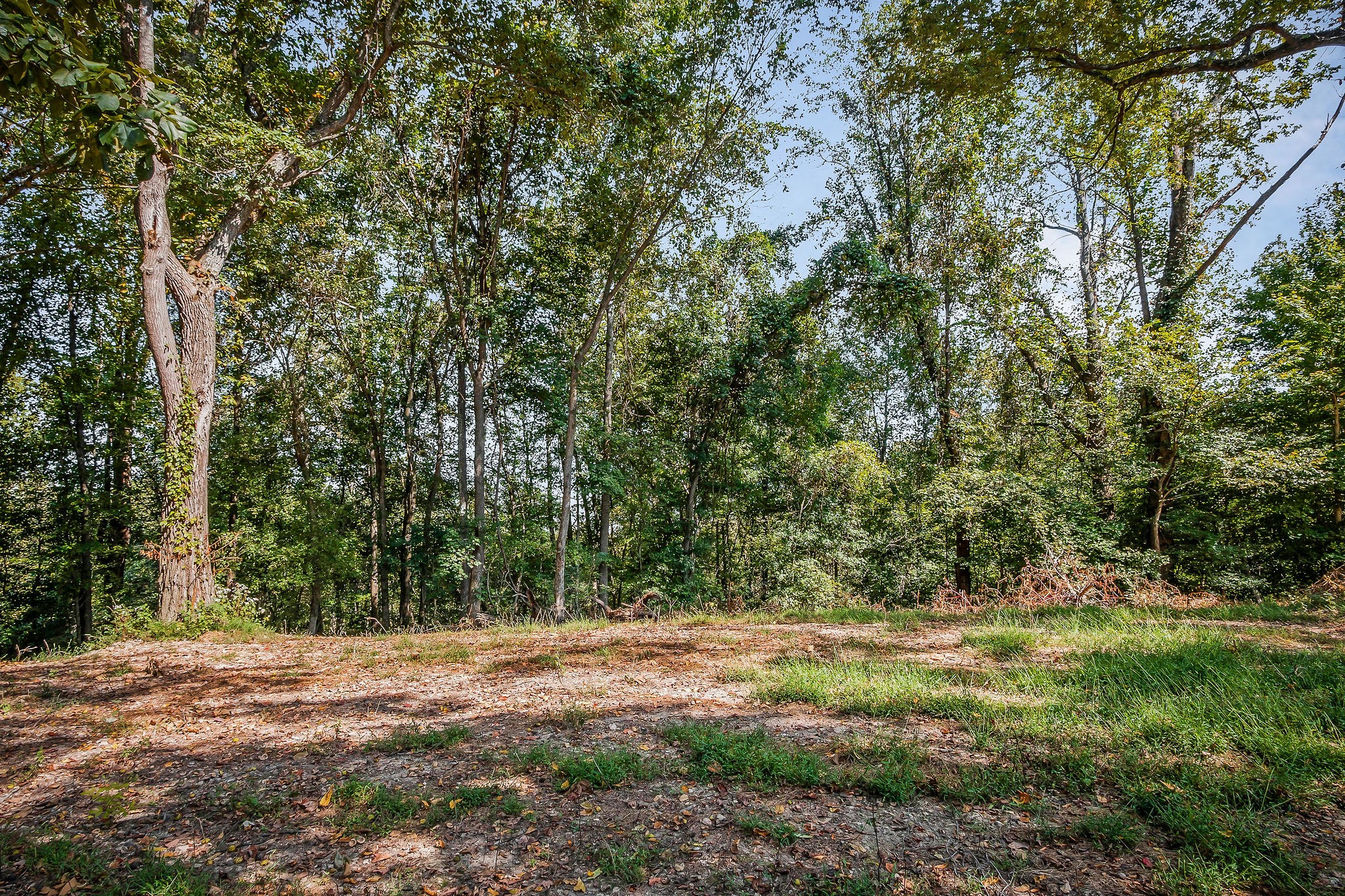 43 Moss Bend Road Lancaster, TN 38569 - Photo 63 of 75 a view of outdoor space and trees