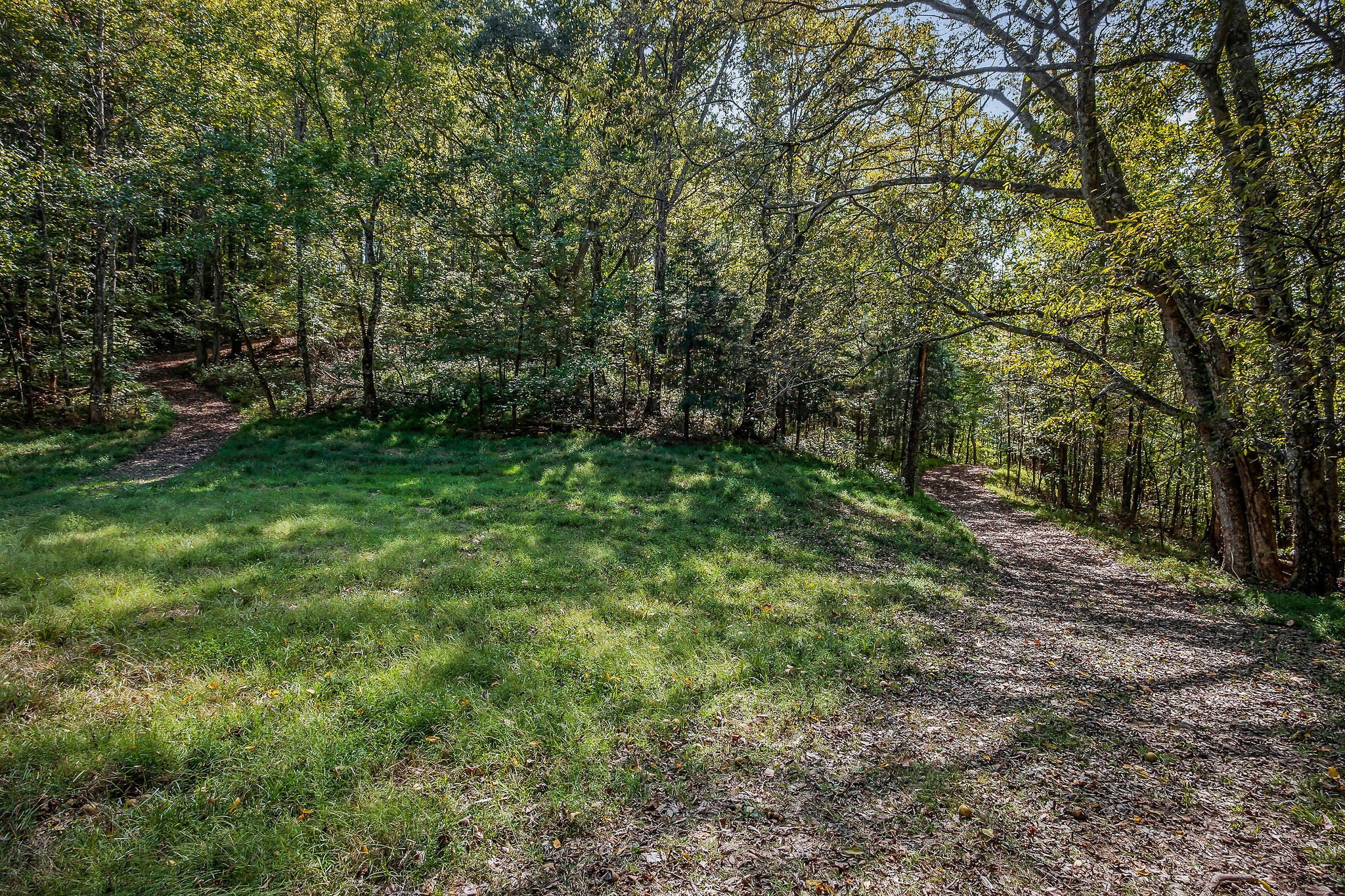 43 Moss Bend Road Lancaster, TN 38569 - Photo 65 of 75 a view of a lush green forest