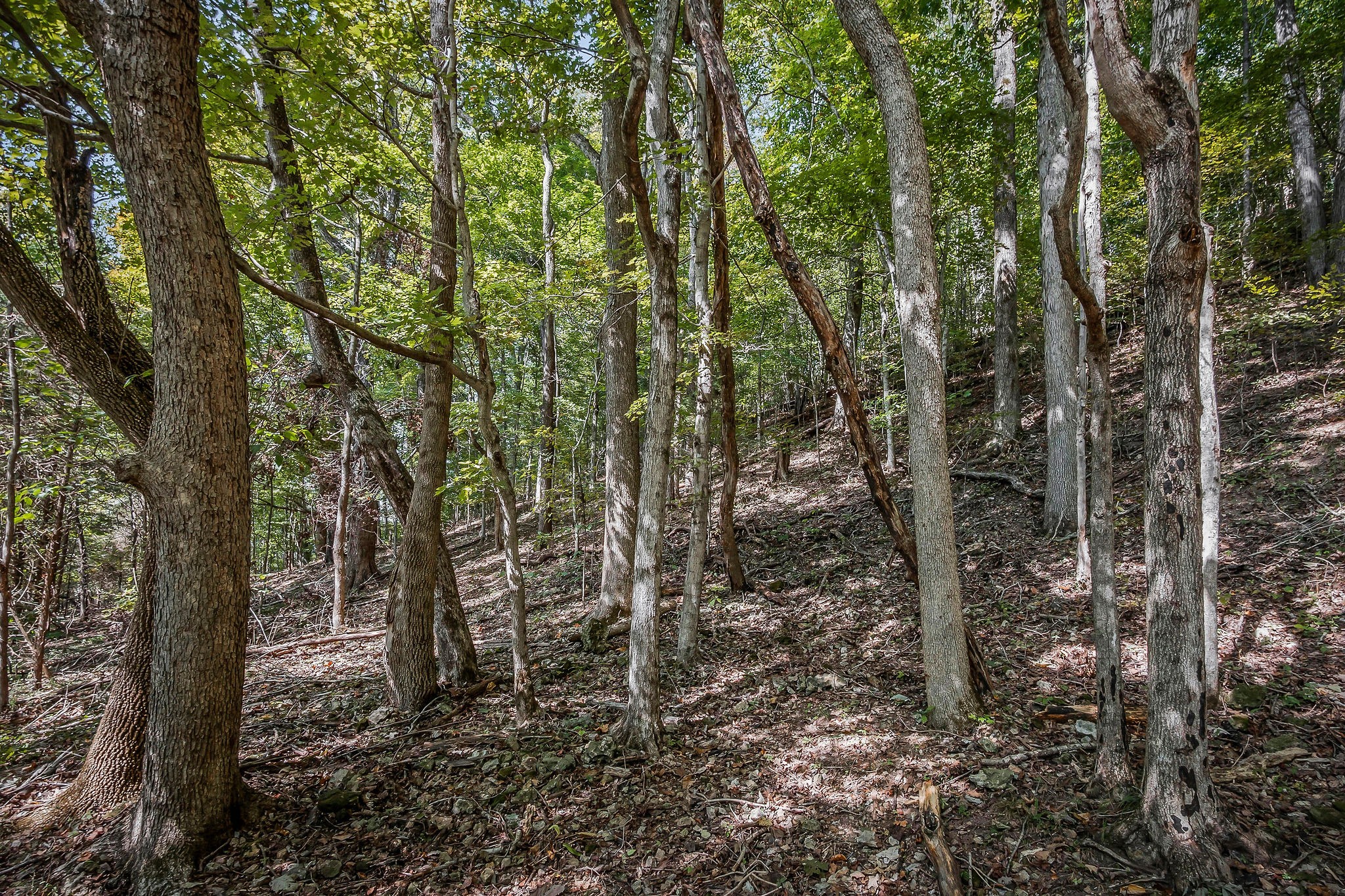 43 Moss Bend Road Lancaster, TN 38569 - Photo 67 of 75 a view of a forest