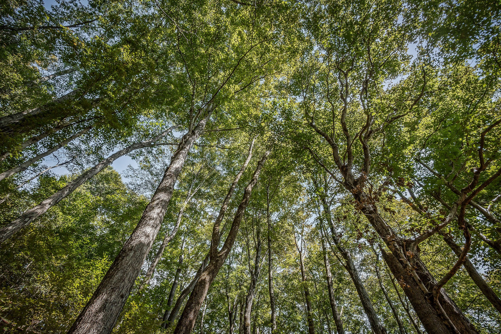 43 Moss Bend Road Lancaster, TN 38569 - Photo 68 of 75 a view of a yard