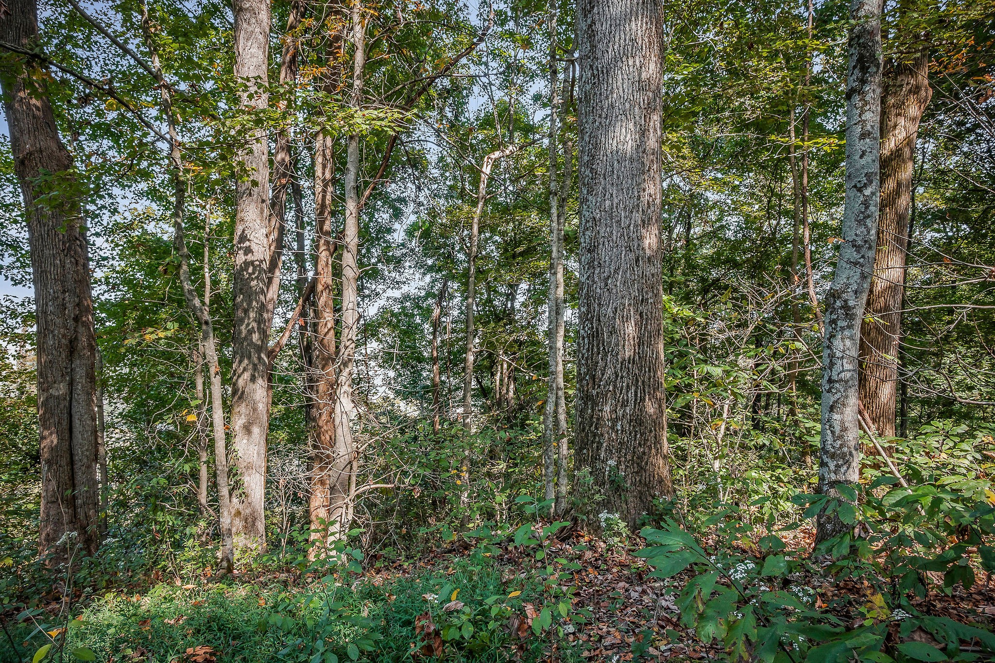 43 Moss Bend Road Lancaster, TN 38569 - Photo 69 of 75 a close up of a tree
