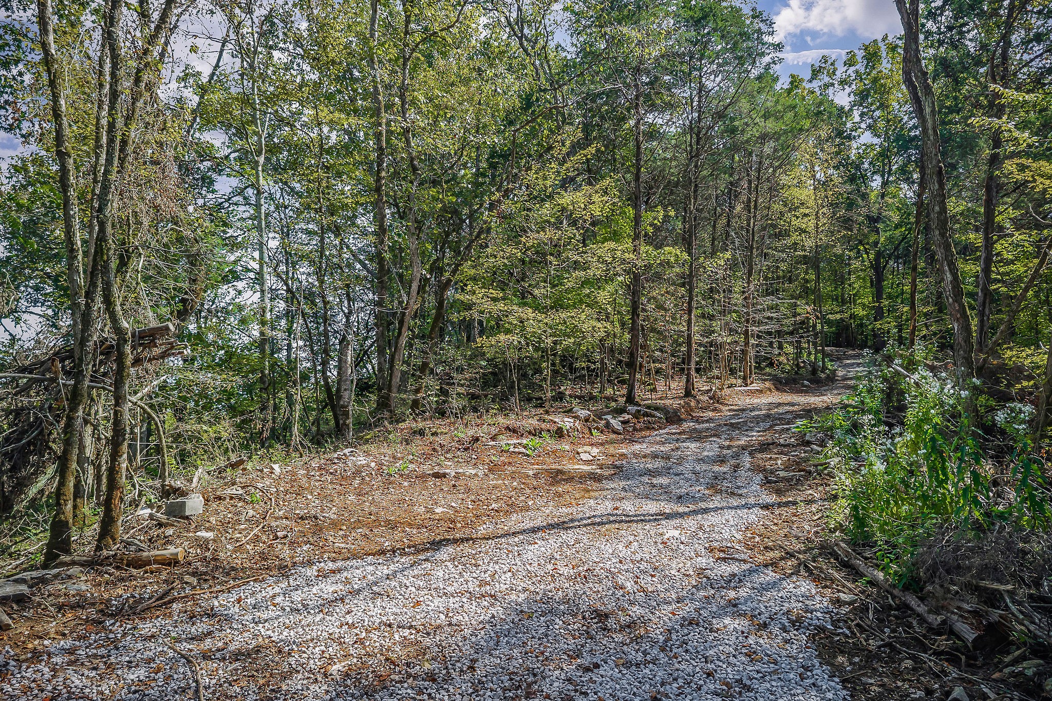 43 Moss Bend Road Lancaster, TN 38569 - Photo 7 of 75 a view of a forest filled with trees