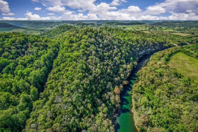 a view of a big yard with plants and large trees