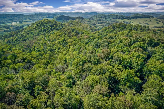 a view of a bunch of plants and trees in yard
