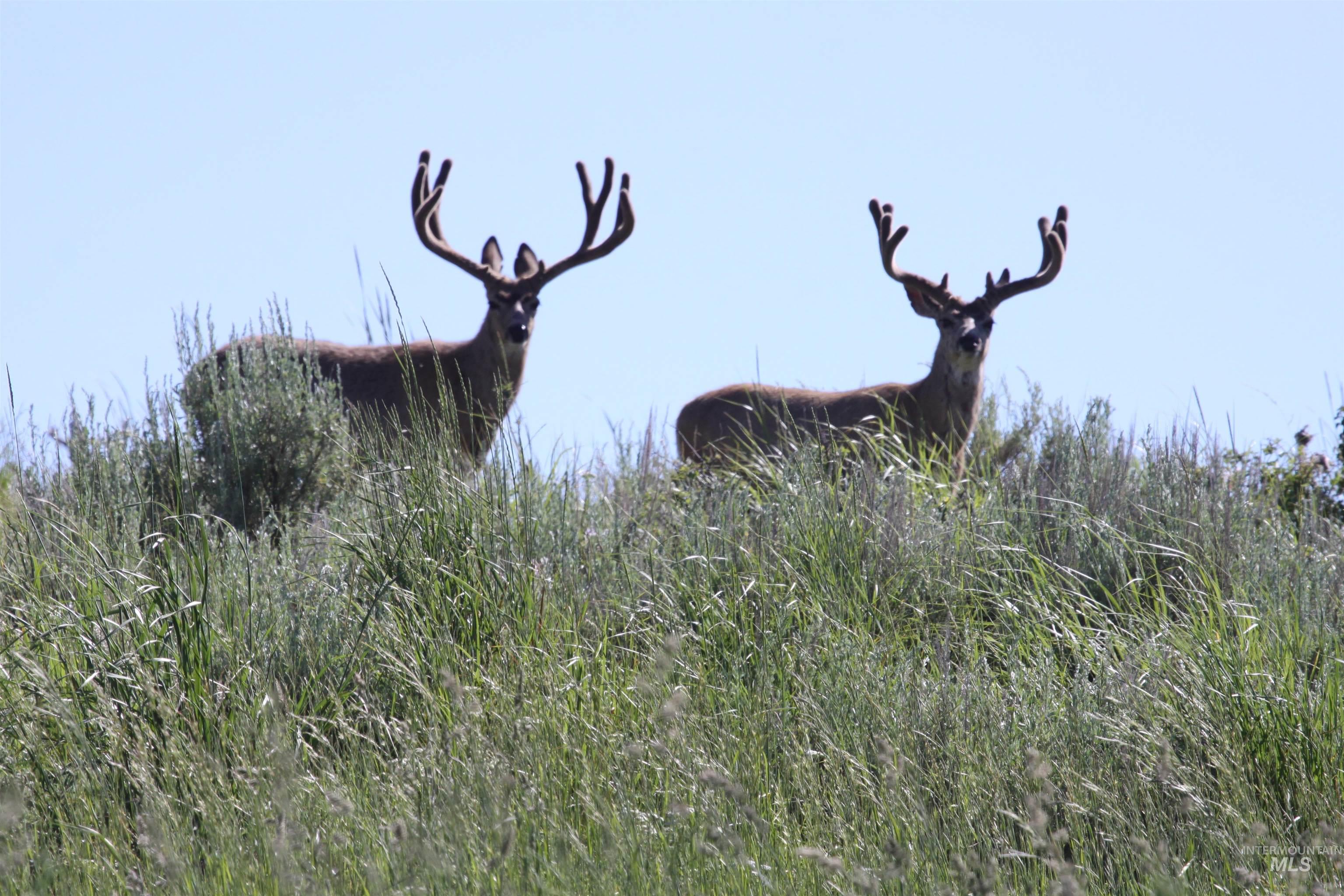 Northeast Little Camas Reservoir Road Mountain Home, ID 83647 - Photo 20 of 38