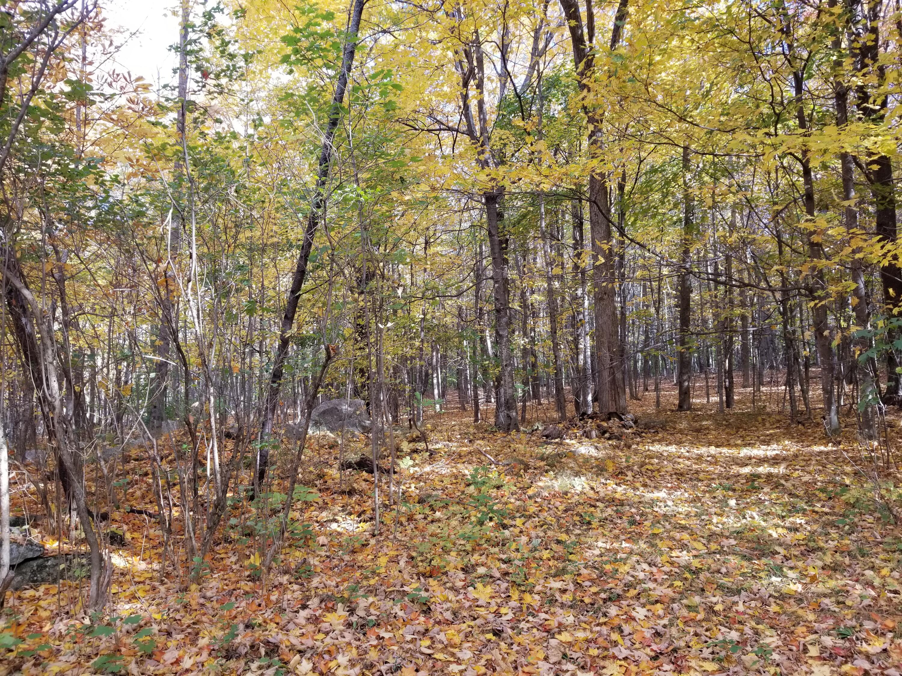 110 Christian Ridge Road South Paris, ME 04281 - Photo 61 of 69 Forest