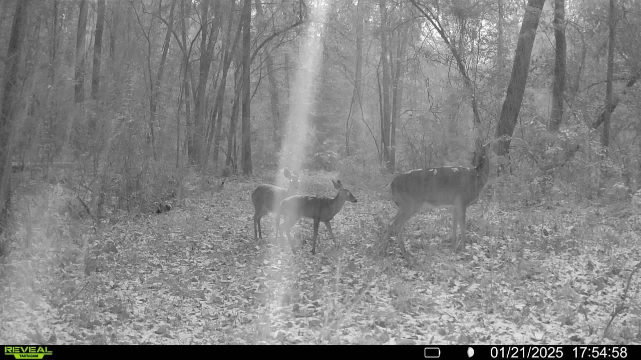 Xxx Shady Rest Road Havana, FL 32333 - Photo 1 of 39 Gallery Image 1