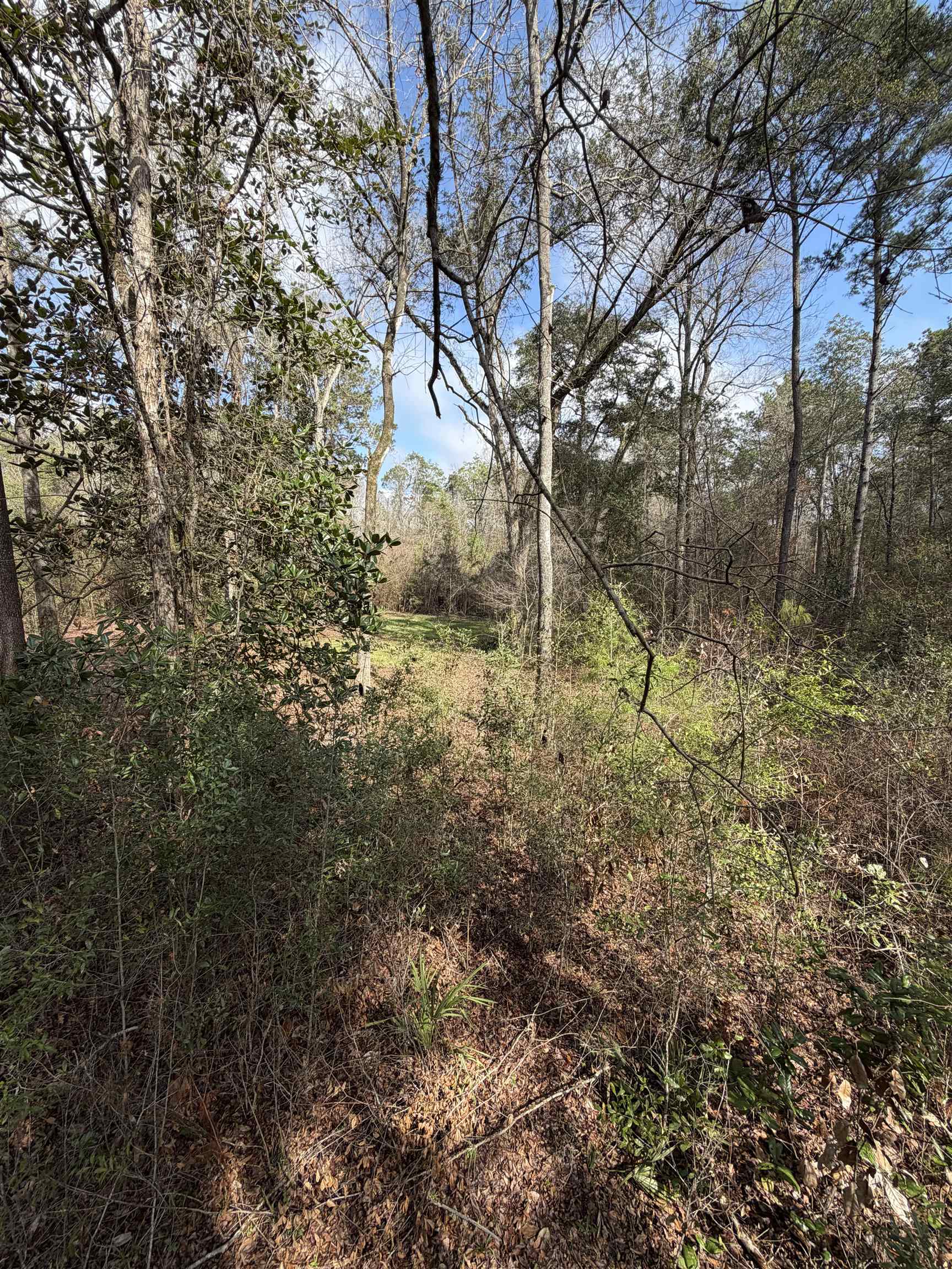 Xxx Shady Rest Road Havana, FL 32333 - Photo 12 of 39 Gallery Image 12