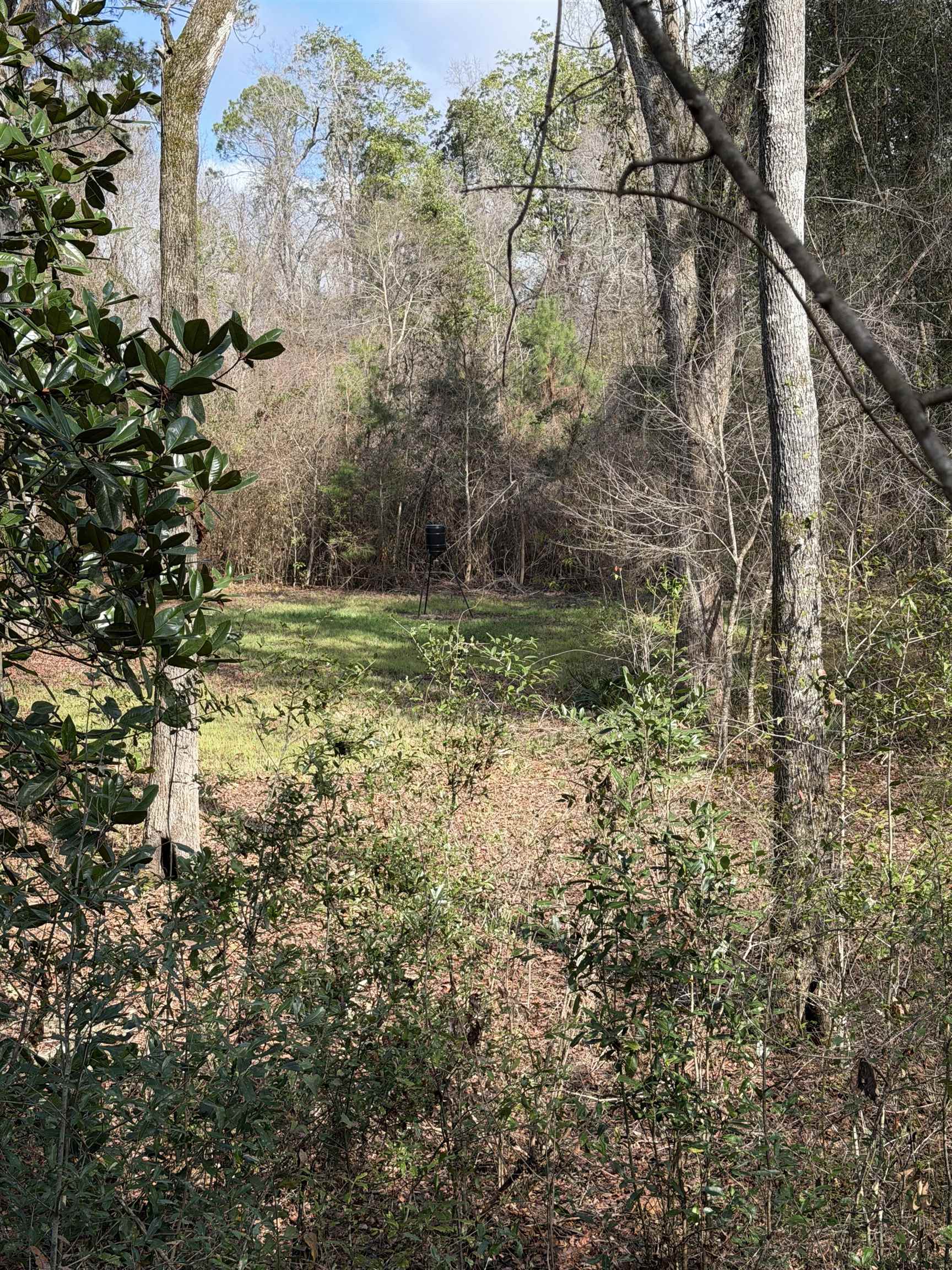 Xxx Shady Rest Road Havana, FL 32333 - Photo 13 of 39 Gallery Image 13
