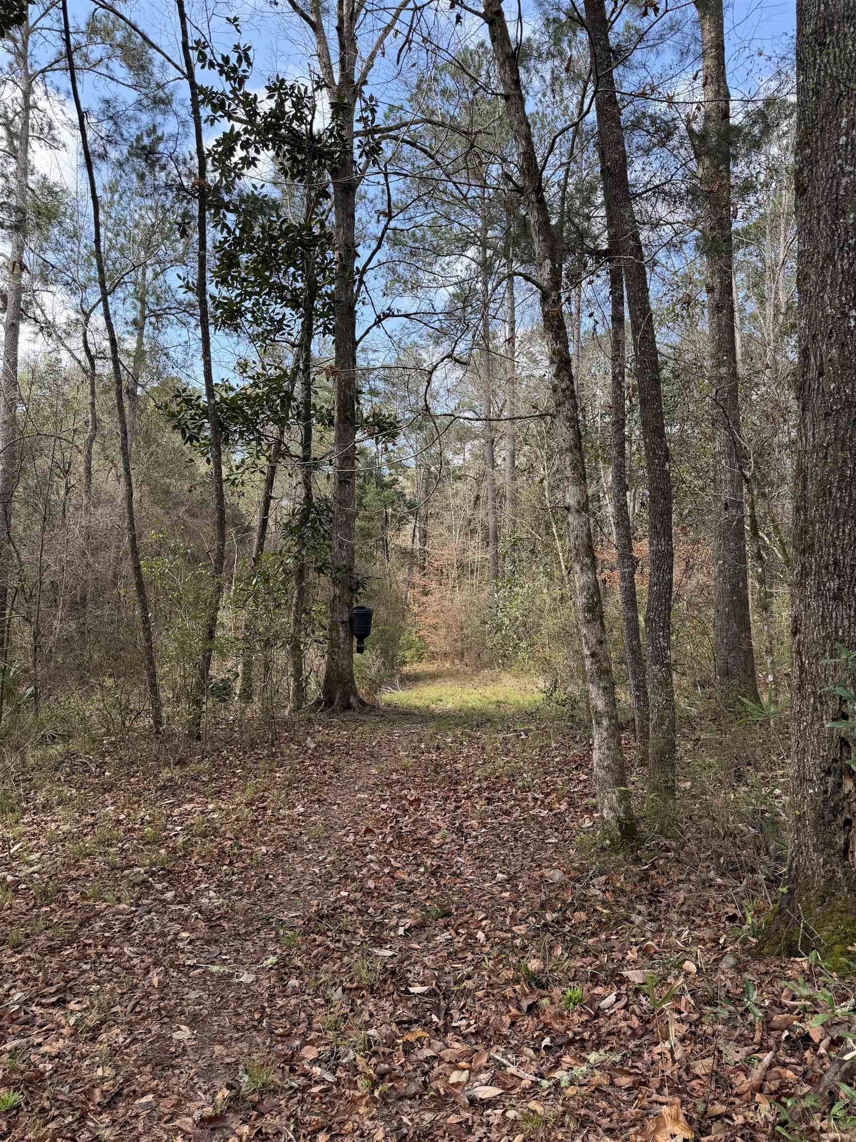 Xxx Shady Rest Road Havana, FL 32333 - Photo 19 of 39 Gallery Image 19