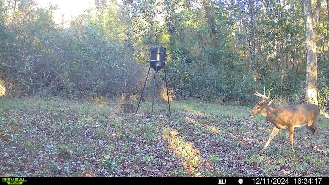 Xxx Shady Rest Road Havana, FL 32333 - Photo 2 of 39 Gallery Image 2