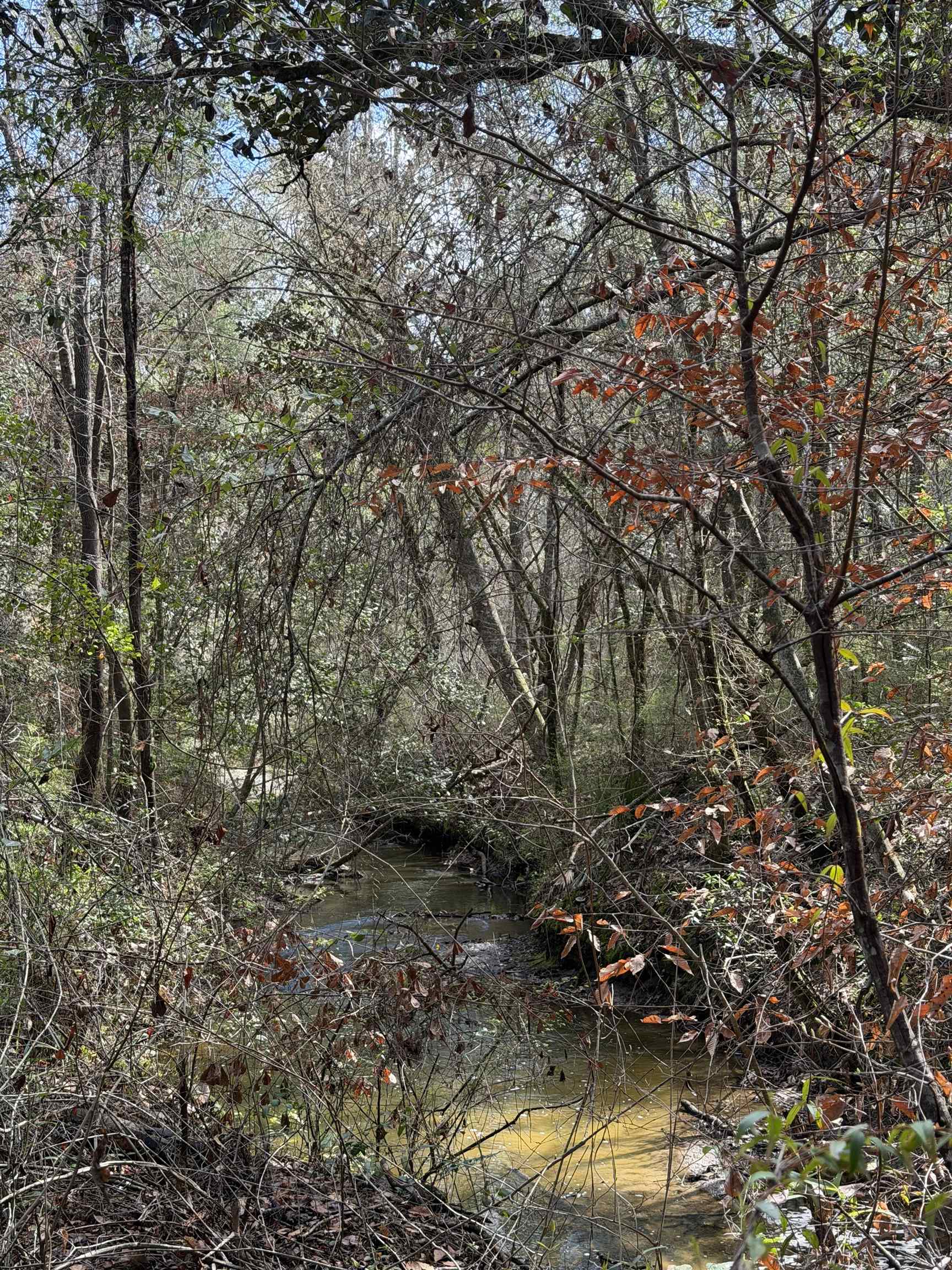Xxx Shady Rest Road Havana, FL 32333 - Photo 22 of 39 Gallery Image 22