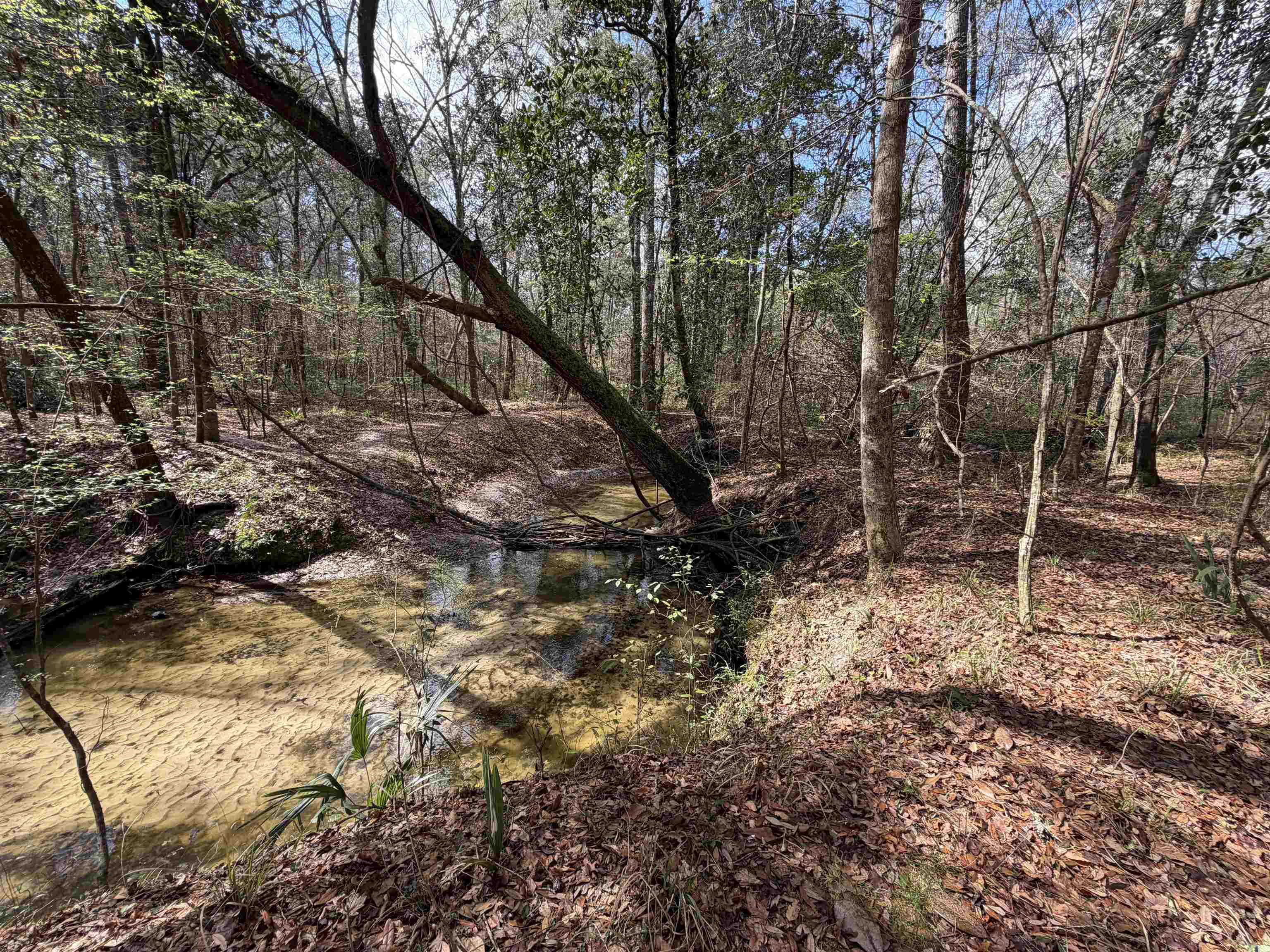 Xxx Shady Rest Road Havana, FL 32333 - Photo 25 of 39 Gallery Image 25