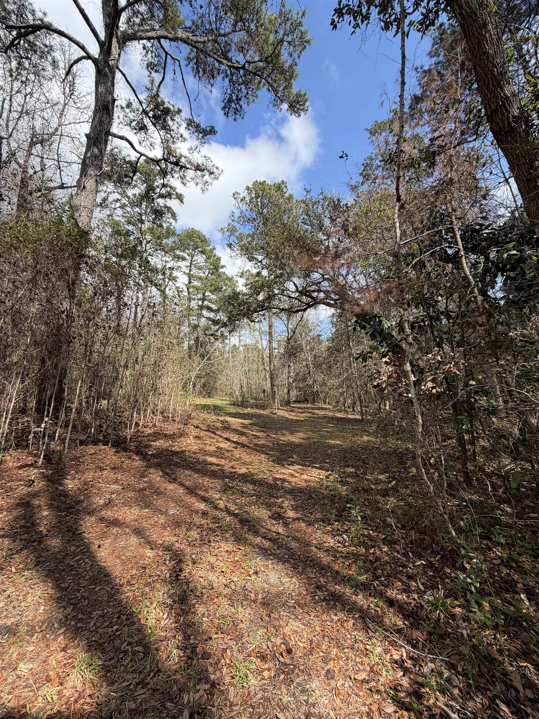 Xxx Shady Rest Road Havana, FL 32333 - Photo 26 of 39 Gallery Image 26