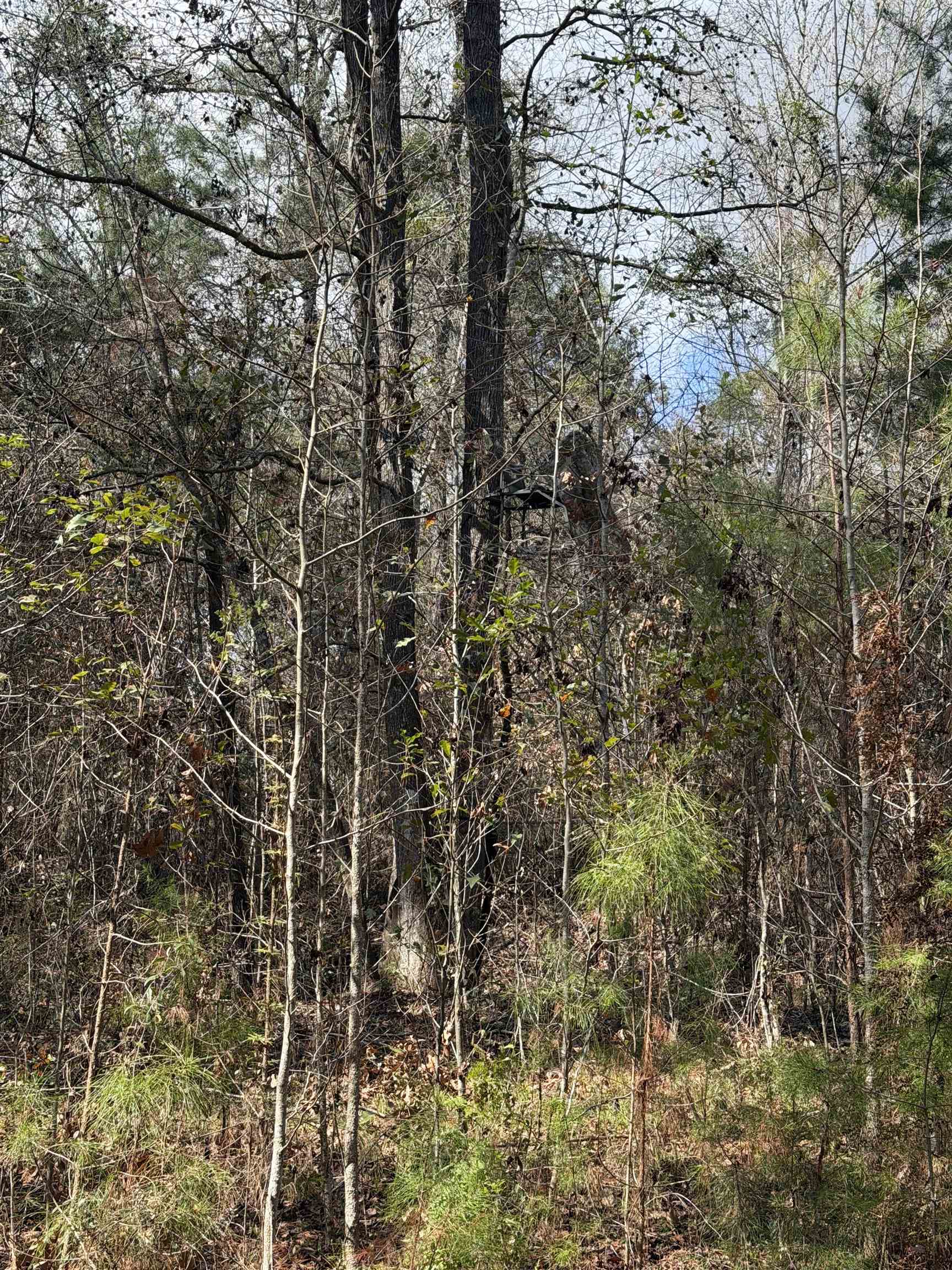Xxx Shady Rest Road Havana, FL 32333 - Photo 29 of 39 Gallery Image 29