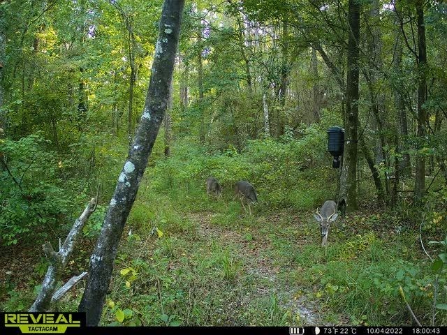 Xxx Shady Rest Road Havana, FL 32333 - Photo 3 of 39 Gallery Image 3