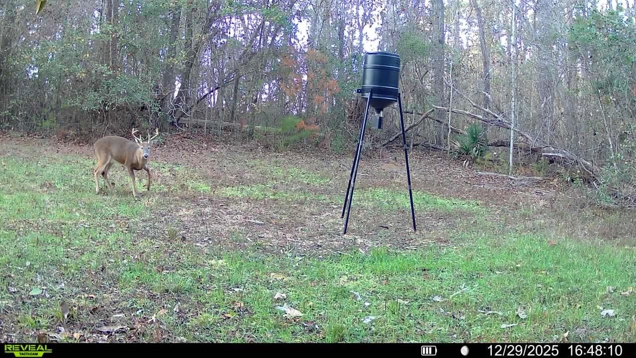 Xxx Shady Rest Road Havana, FL 32333 - Photo 39 of 39 Gallery Image 39