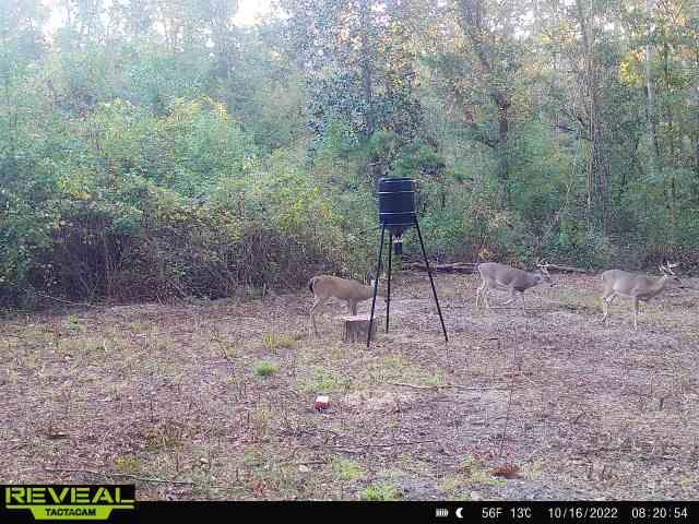Xxx Shady Rest Road Havana, FL 32333 - Photo 4 of 39 Gallery Image 4