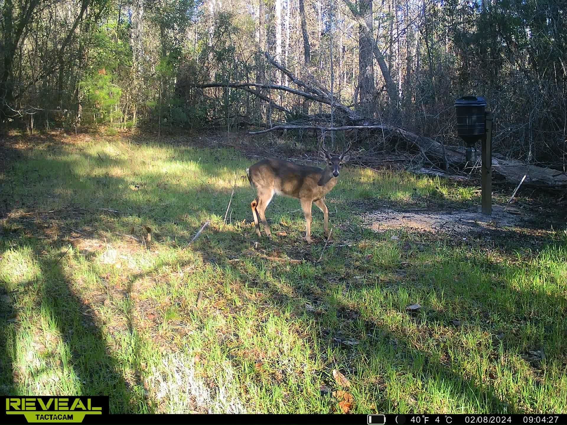 Xxx Shady Rest Road Havana, FL 32333 - Photo 6 of 39 Gallery Image 6