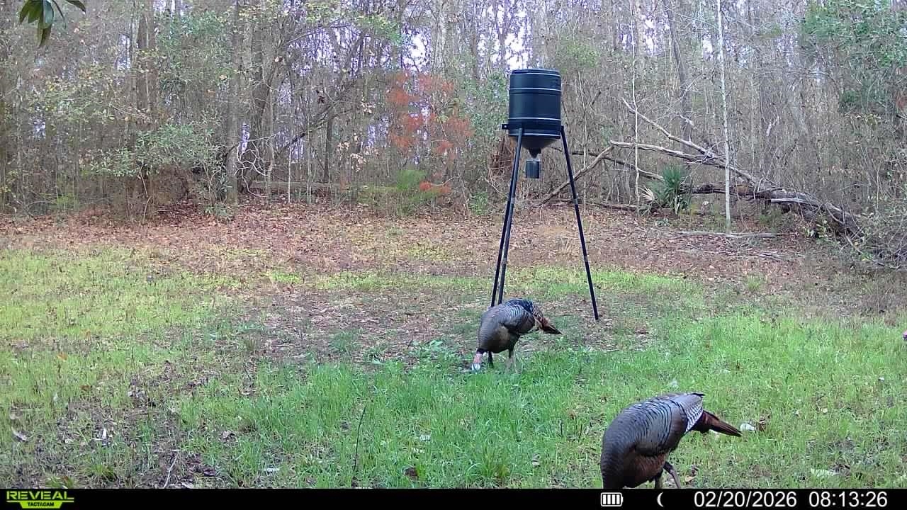 Xxx Shady Rest Road Havana, FL 32333 - Photo 7 of 39 Gallery Image 7