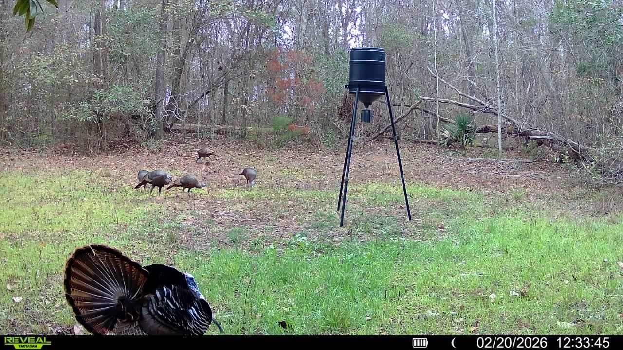 Xxx Shady Rest Road Havana, FL 32333 - Photo 8 of 39 Gallery Image 8