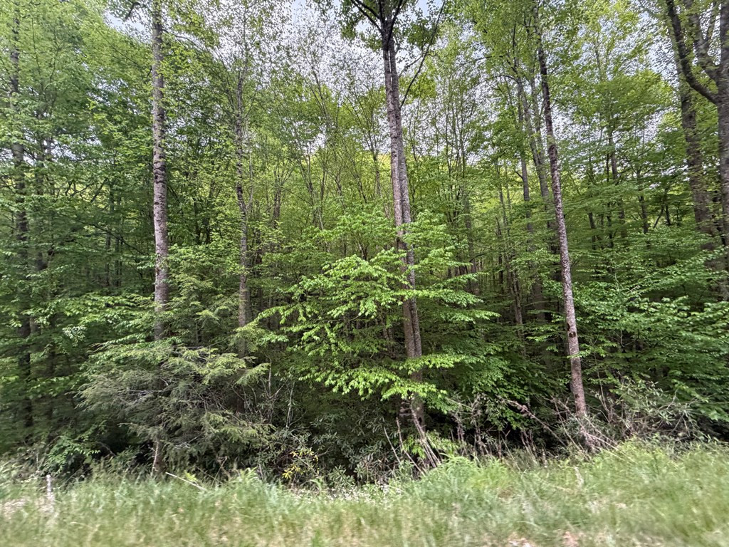 2-lots 2-lots Warrior Way Road Andrews, NC 28901 - Photo 5 of 6