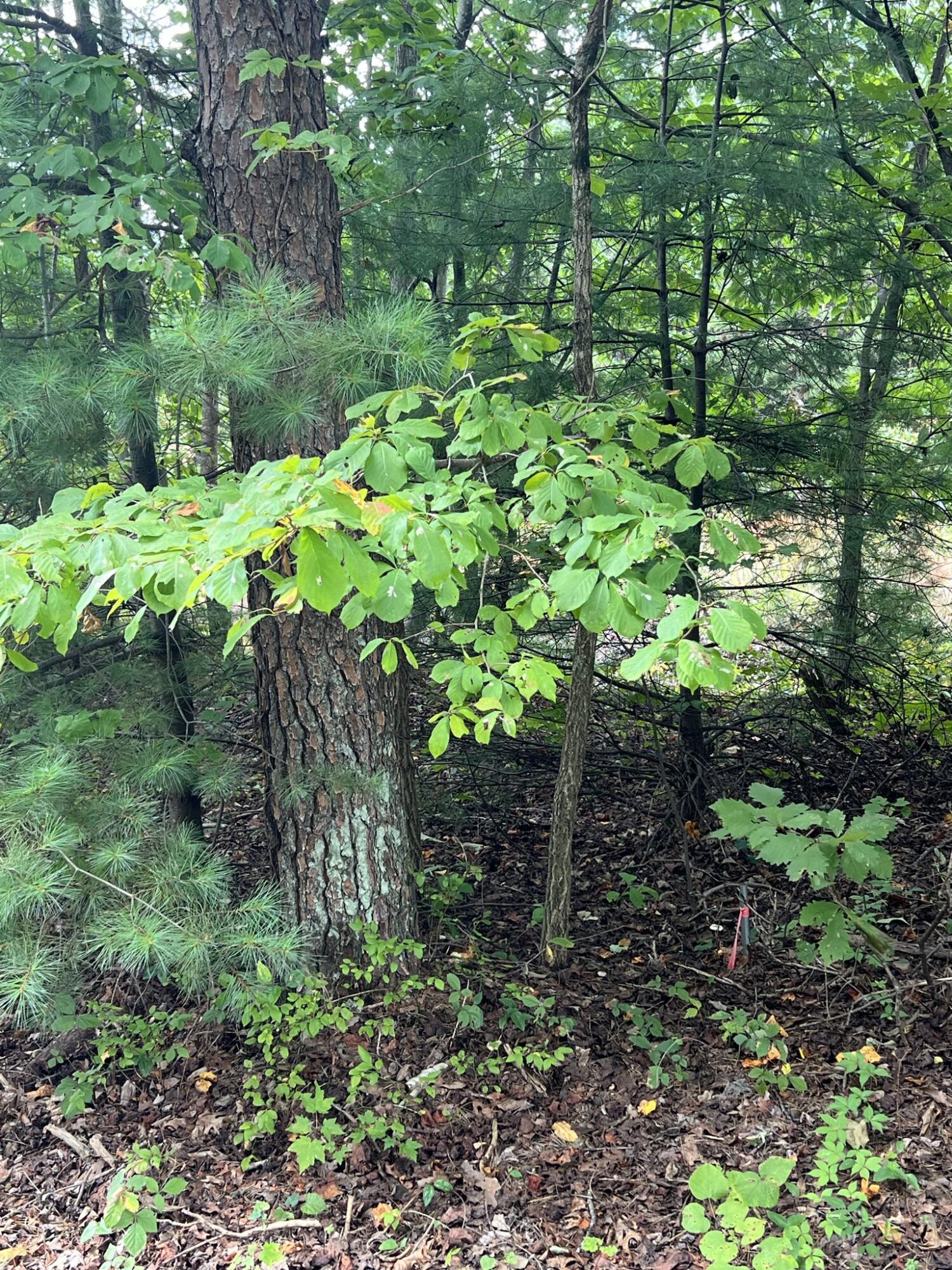 0 Sawmill Road Ferrum, VA 24088 - Photo 8 of 8 a plant that is in a garden