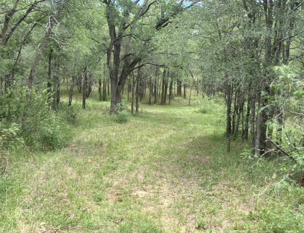 317 Pleasant Grove Loop Elgin, TX 78621 - Photo 7 of 7 a big yard with lots of green space and trees