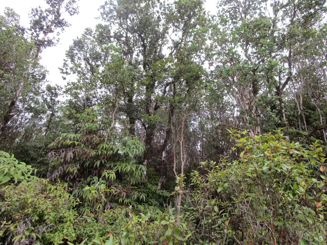 $48,000 | 2361 Road 1 Uhini Ana, Mountain View, HI 96771