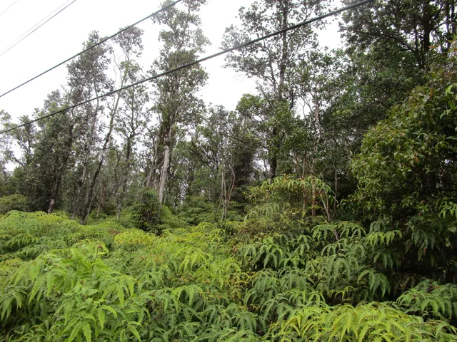 $48,000 | 2361 Road 1 Uhini Ana, Mountain View, HI 96771