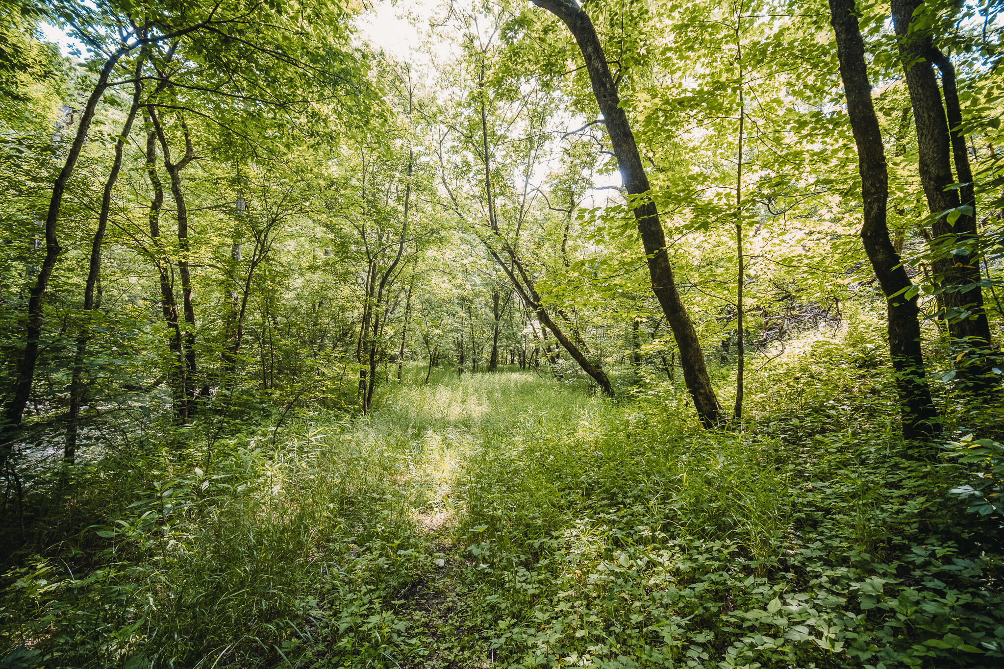 1489 Lock Road Lawrenceburg, KY 40342 - Photo 21 of 31 _DSF3991