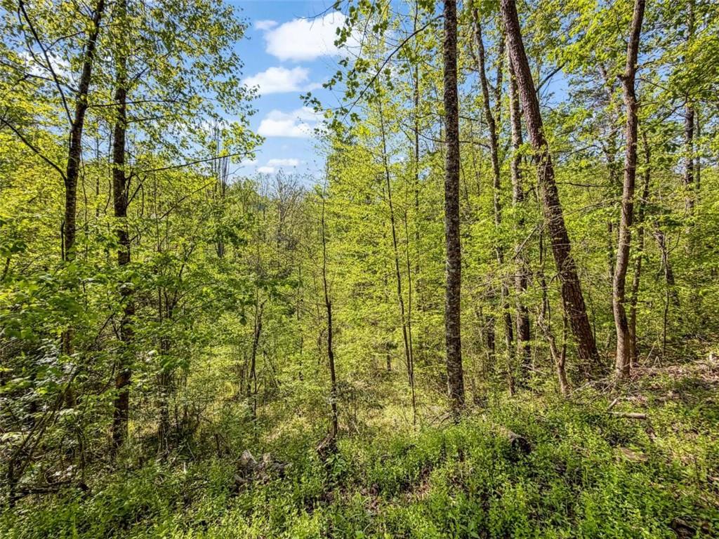 80-acr Valley Lake Road Mineral Bluff, GA 30559 - Photo 17 of 58