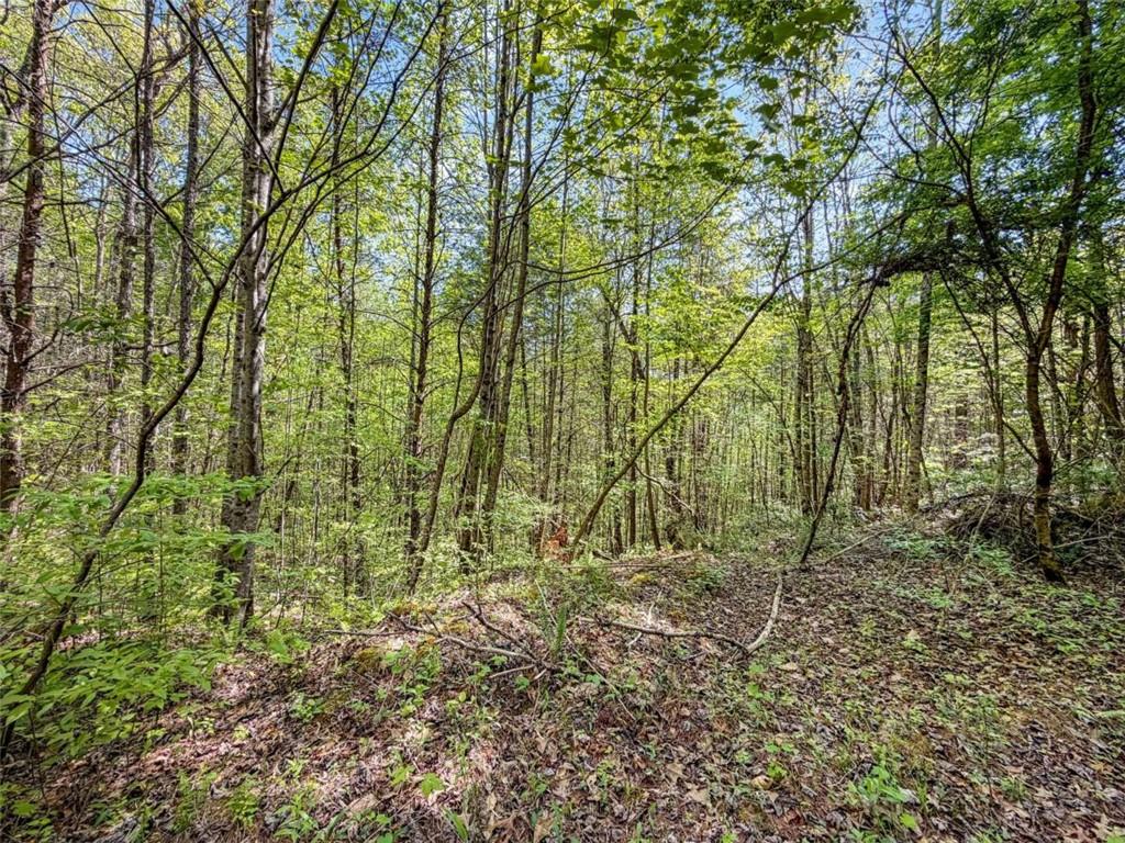 80-acr Valley Lake Road Mineral Bluff, GA 30559 - Photo 20 of 58