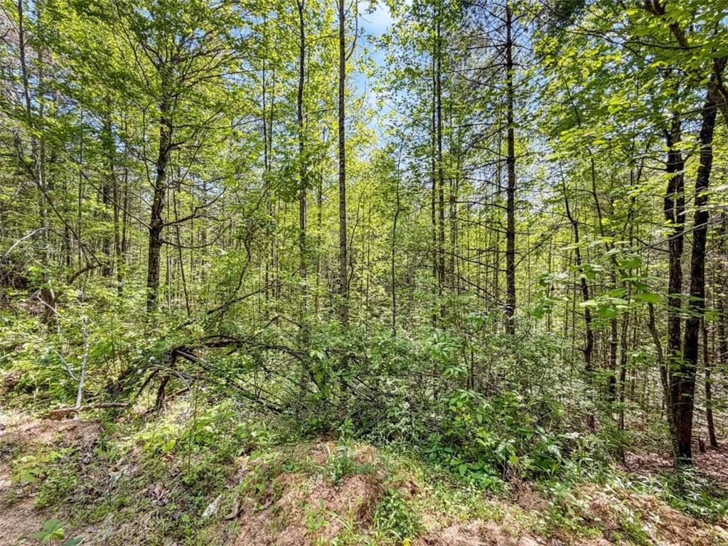 80-acr Valley Lake Road Mineral Bluff, GA 30559 - Photo 22 of 58
