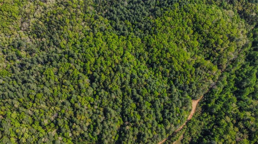 80-acr Valley Lake Road Mineral Bluff, GA 30559 - Photo 32 of 58