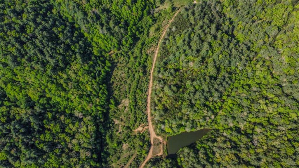 80-acr Valley Lake Road Mineral Bluff, GA 30559 - Photo 5 of 58
