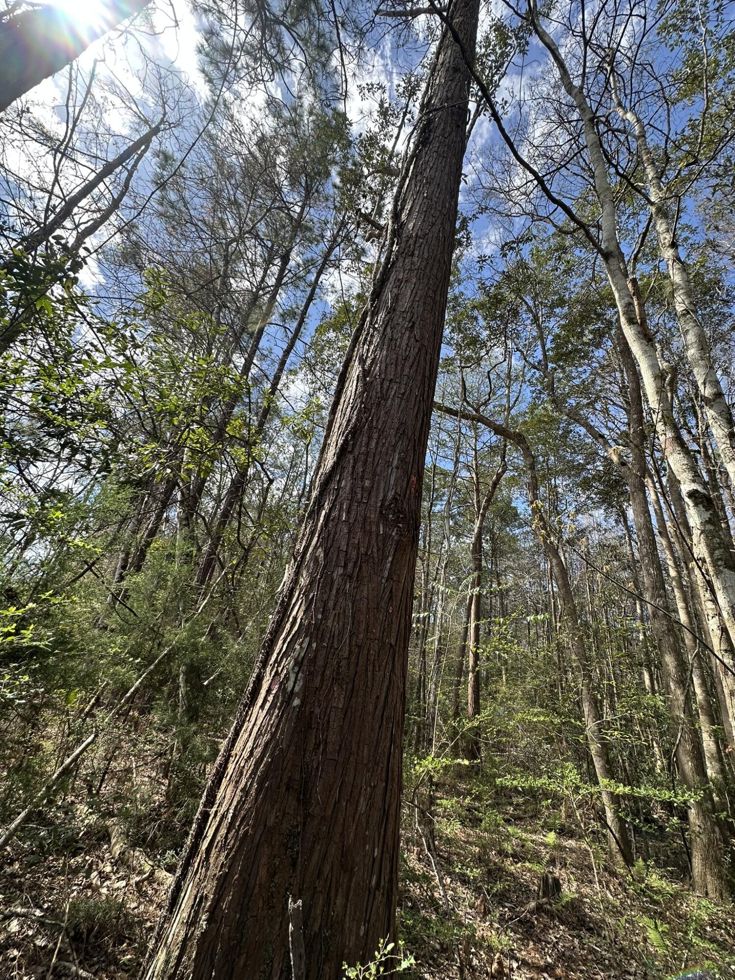 Tract#6409 Davis Road, Unit RIVER ROAD Caryville, FL 32427 - Photo 11 of 12