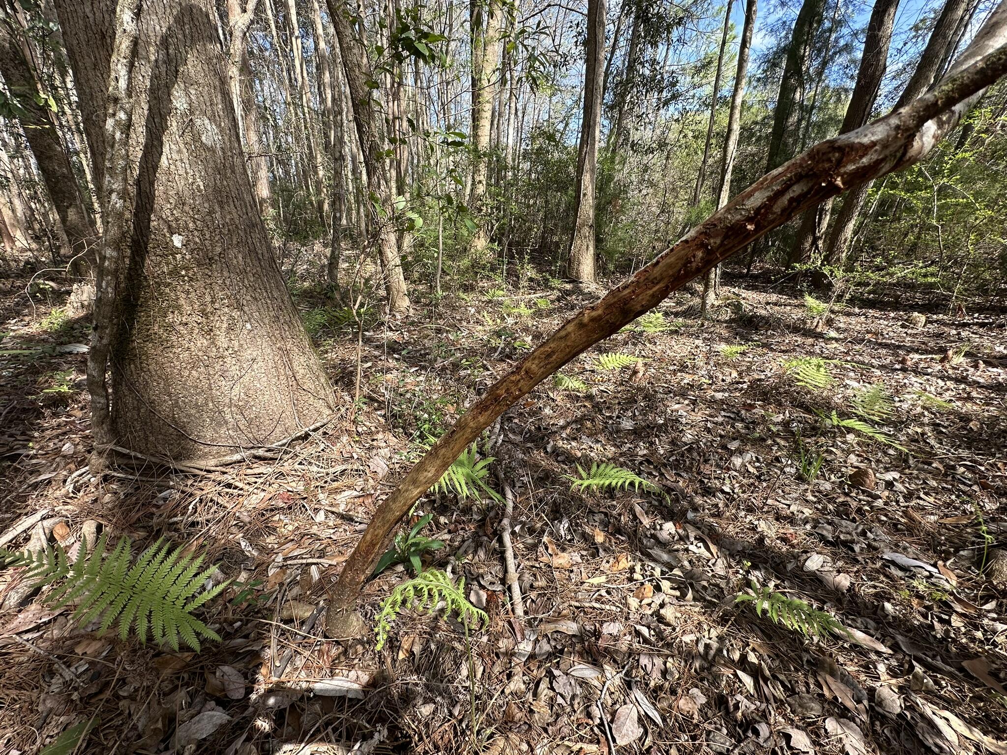 Tract#6409 Davis Road, Unit RIVER ROAD Caryville, FL 32427 - Photo 2 of 12 a view of tree
