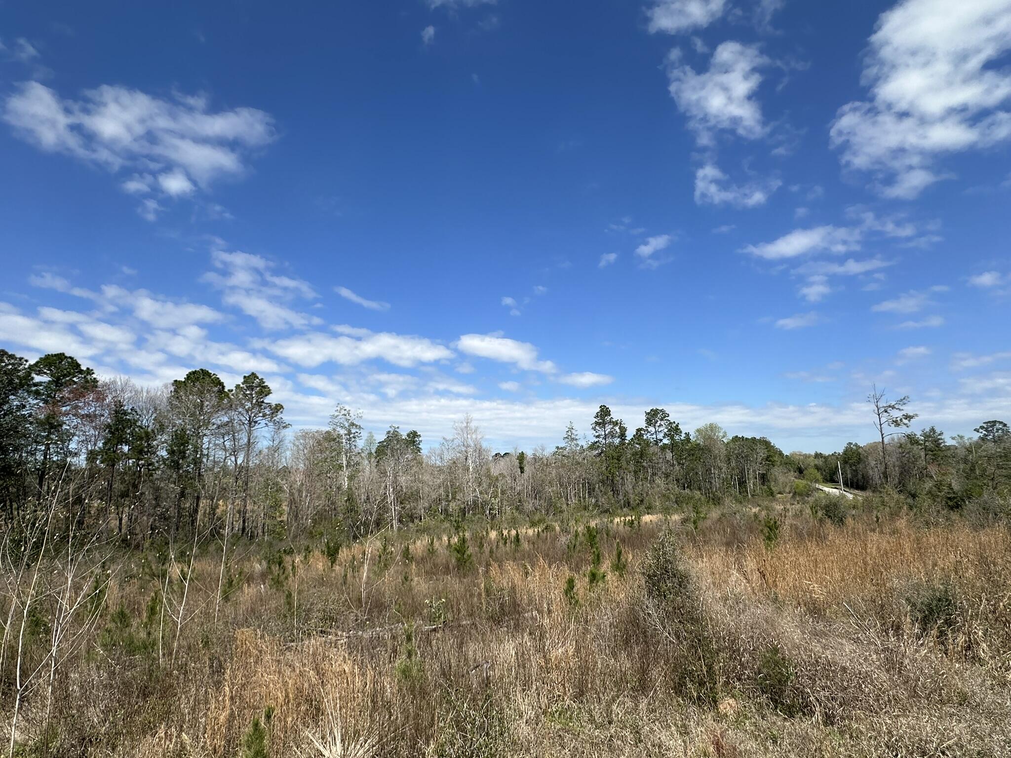 Tract#6409 Davis Road, Unit RIVER ROAD Caryville, FL 32427 - Photo 6 of 12 a view of a lake in middle of forest