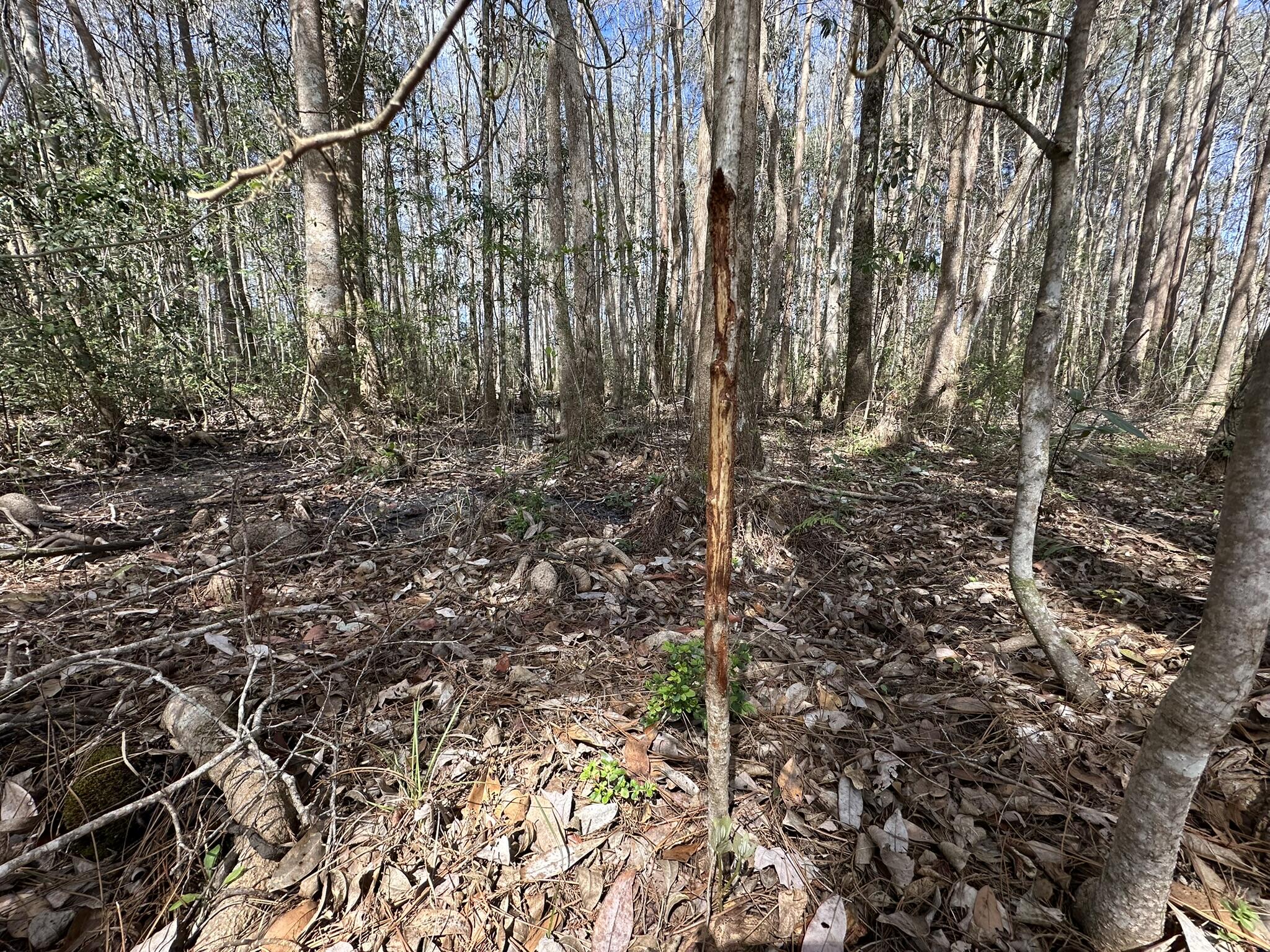 Tract#6409 Davis Road, Unit RIVER ROAD Caryville, FL 32427 - Photo 9 of 12 a view of a yard