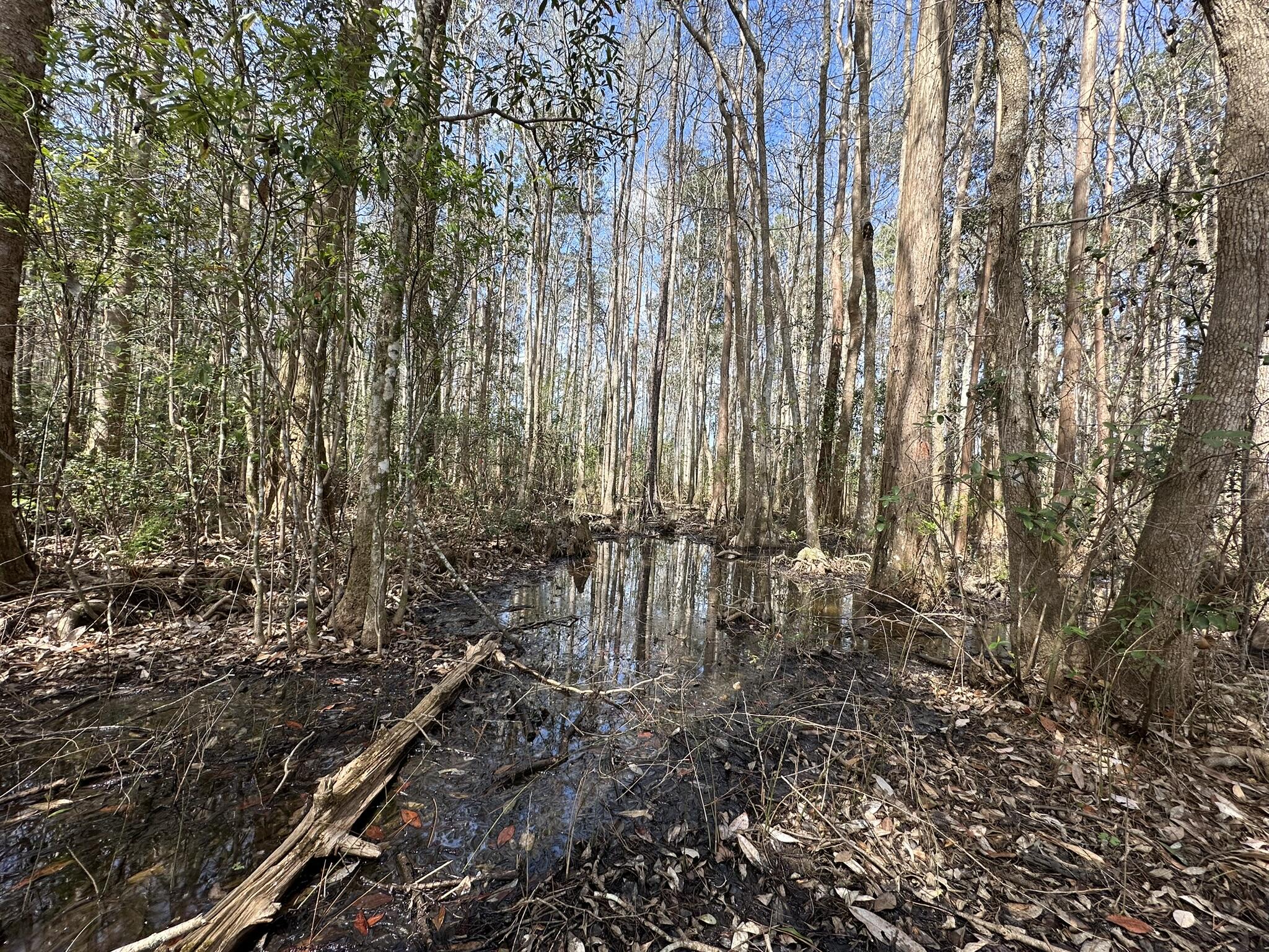 Tract#6409 Davis Road, Unit RIVER ROAD Caryville, FL 32427 - Photo 10 of 12 a view of a yard with large trees