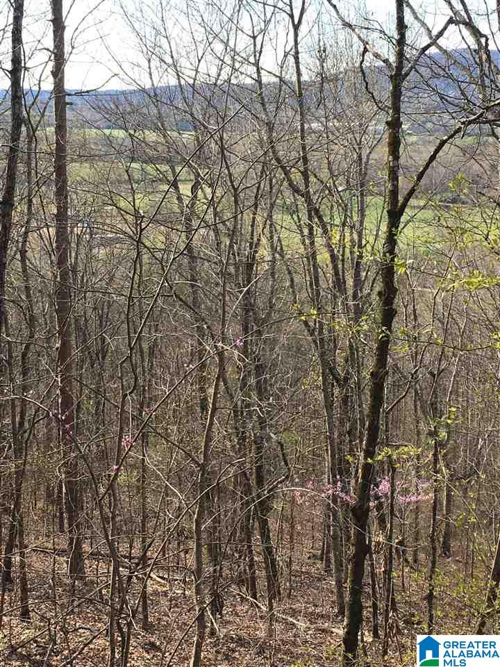 230 County Line Road Oxford, AL 36203 - Photo 24 of 50