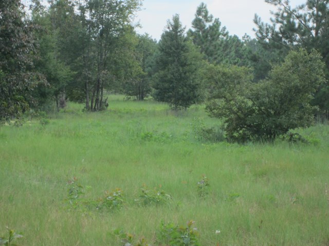 962 Kedron Church Road Aiken, SC 29805 - Photo 27 of 32