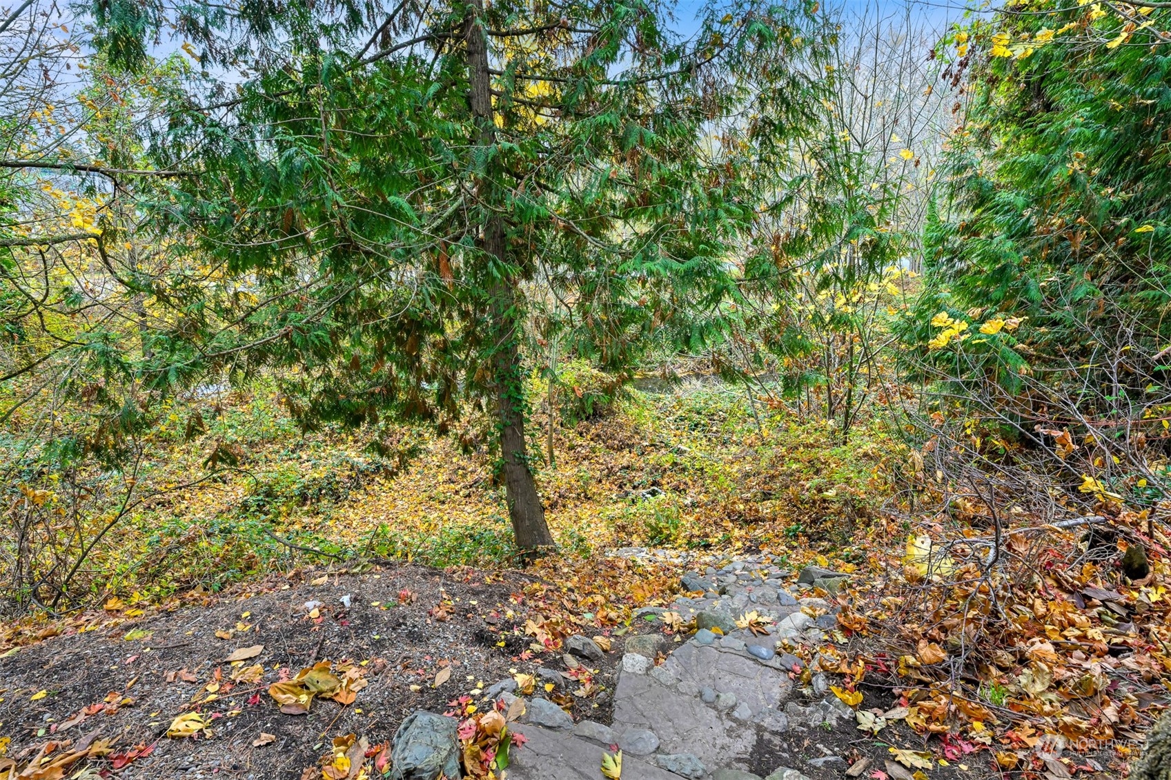2907 Lynn Street Bellingham, WA 98225 - Photo 37 of 40 a view of a yard with a tree